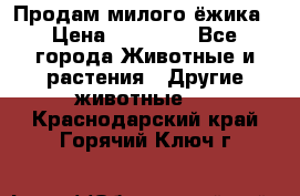 Продам милого ёжика › Цена ­ 10 000 - Все города Животные и растения » Другие животные   . Краснодарский край,Горячий Ключ г.